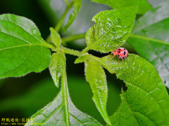 Epilachna decemguttata