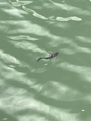 Hexanematichthys sagor