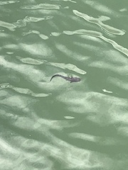 Hexanematichthys sagor