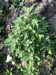 Chenopodium album