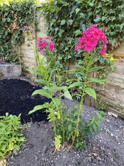 Phlox paniculata