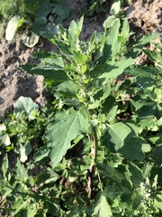 Chenopodium album