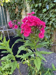 Phlox paniculata