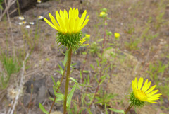 Grindelia nana