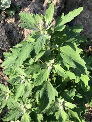Chenopodium album
