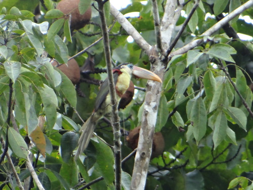 Pteroglossus beauharnaisii