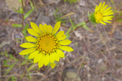 Grindelia nana