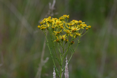 Jacobaea vulgaris