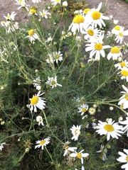 Tripleurospermum inodorum