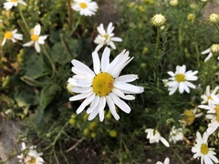 Tripleurospermum inodorum