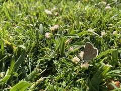 Polyommatus icarus