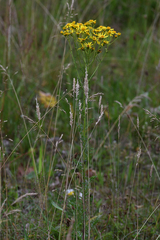 Jacobaea vulgaris
