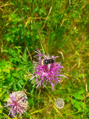 Bombus campestris