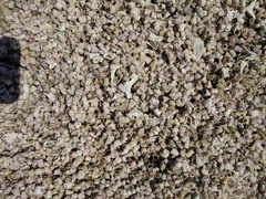 Balanus amphitrite saltonensis