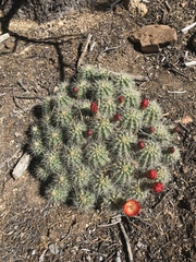 Echinocereus