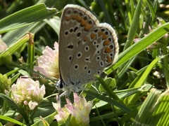 Polyommatus icarus