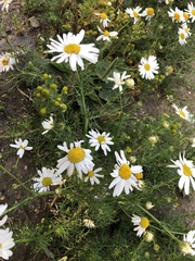 Tripleurospermum inodorum