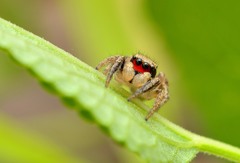 Habronattus coecatus