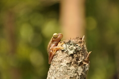 Rhacophorus lateralis