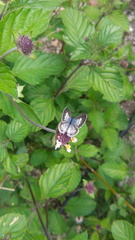 Leptotes cassius cassidula