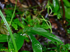 Sohmaea zonata