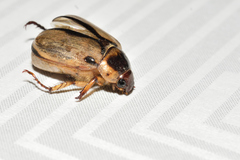 Paranomala hoepfneri