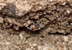 Habronattus coecatus