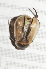 Paranomala hoepfneri