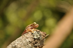 Rhacophorus lateralis