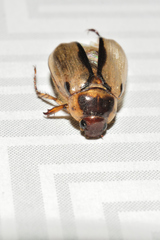 Paranomala hoepfneri