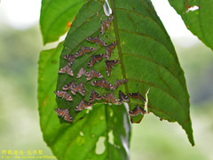 Strepsinoma croesusalis