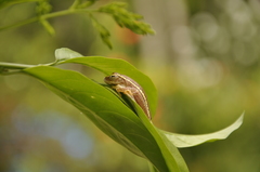 Rhacophorus lateralis