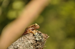 Rhacophorus lateralis