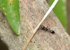 Pseudomyrmex ejectus