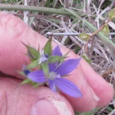Triodanis perfoliata