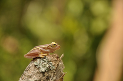 Rhacophorus lateralis