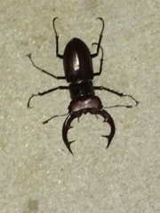 Lucanus elaphus
