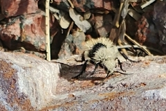 Dasymutilla magna