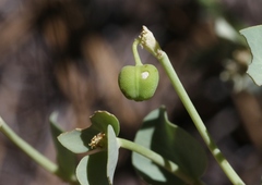 Euphorbia lurida