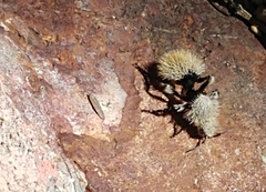 Dasymutilla magna