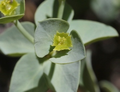 Euphorbia lurida