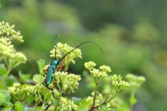 Plinthocoelium suaveolens