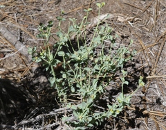 Euphorbia lurida