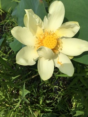 Nelumbo lutea
