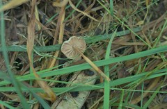 Marasmius wynneae
