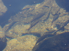 Achondrostoma