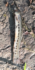 Cobitis taenia