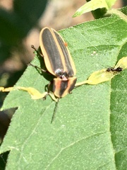 Pyractomena angulata