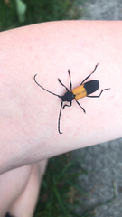 Purpuricenus axillaris