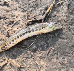 Cobitis taenia